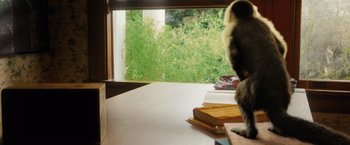 Movie still from “Gigi & Nate” (2022), directed by Nick Hamm – A cat sitting on top of a table next to a window; Medium shot, High angle