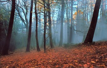 Movie still from “Gretel & Hansel” (2020), directed by Oz Perkins – A forest with trees and leaves on the ground; Extreme Wide shot, Low angle