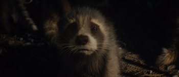 Movie still from “Guardians of the Galaxy Vol. 3” (2023), directed by James Gunn – The face of a bear cub; Close Up shot, High angle