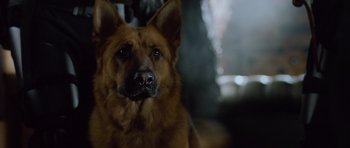 Movie still from “Hot Fuzz” (2007), directed by Edgar Wright – A dog's face in a dark room; Close Up shot, Low angle