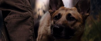 Movie still from “I Am Legend” (2007), directed by Francis Lawrence – A dog's face and its eyes; Extreme Close Up shot, Low angle