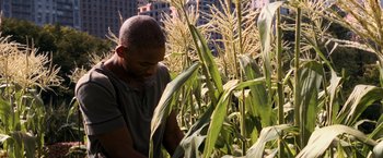 Movie still from “I Am Legend” (2007), directed by Francis Lawrence – A man standing in a corn field looking at the plants; Medium shot, High angle
