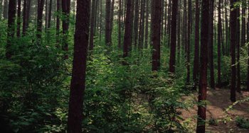 Movie still from “I Spit on Your Grave” (1978), directed by Meir Zarchi – A wooded area filled with lots of green trees; Extreme Wide shot, High angle