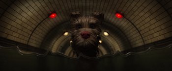 Movie still from “Isle of Dogs” (2018), directed by Wes Anderson – A brown dog with a red nose looking at the camera; Close Up shot, Overhead angle