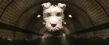 Movie still from “Isle of Dogs” (2018), directed by Wes Anderson – A white dog with blue eyes is looking at the camera; Close Up shot, Overhead angle