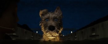 Movie still from “Isle of Dogs” (2018), directed by Wes Anderson – A dog's face at night time; Close Up shot, Low angle