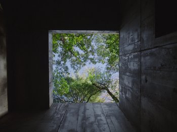 Movie still from “John and the Hole” (2021), directed by Pascual Sisto – A view of a tree from inside a building; Extreme Wide shot, Low angle