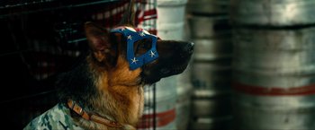 Movie still from “Kick-Ass 2” (2013), directed by Jeff Wadlow – A german shepherd wearing a star mask; Close Up shot, Low angle