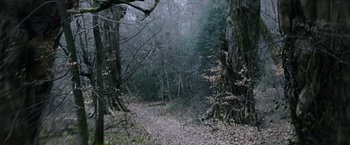 A trail in the middle of a forest with fog coming in