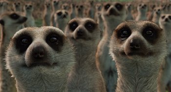 Movie still from “Life of Pi” (2012), directed by Ang Lee – A group of meerkats standing in a field; Close Up shot, Low angle