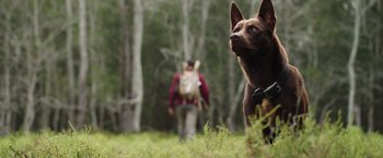 Movie still from “Love and Monsters” (2020), directed by Michael Matthews – A man and a dog in the woods with trees in the background; Close Up shot, Low angle