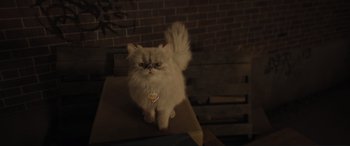 Movie still from “Lyle, Lyle, Crocodile” (2022), directed by Will Speck – A white cat sitting on top of a wooden table; Close Up shot, High angle