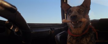 Movie still from “The Road Warrior” (1981), directed by George Miller – A dog with a stick in its mouth looking out a window; Close Up shot, Low angle