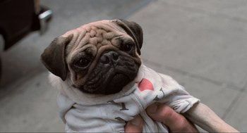 Movie still from “Men in Black” (1997), directed by Barry Sonnenfeld – A small pug dog is wearing a white shirt; Close Up shot, High angle