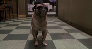 Movie still from “Men in Black II” (2002), directed by Barry Sonnenfeld – A pug dog standing on a tiled floor in front of a building; Close Up shot, High angle