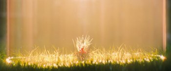 Movie still from “No One Will Save You” (2023), directed by Brian Duffield – The sun is shining on the grass in front of a flower; Extreme Close Up shot, Low angle