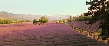 Movie still from “Perfume: The Story of a Murderer” (2006), directed by Tom Tykwer – A field of lavender with trees in the background; Extreme Wide shot, High angle