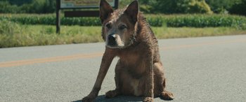 Movie still from “Pet Sematary: Bloodlines” (2023), directed by Lindsey Anderson Beer – A dog sitting on the side of a road; Close Up shot, High angle