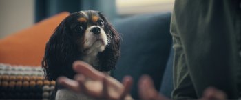 Movie still from “Puppy Love” (2023), directed by Richard Alan Reid – A small brown and white dog sitting on top of a person's hand; Extreme Close Up shot, Over the shoulder angle
