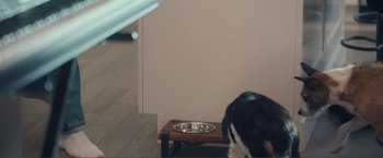 Movie still from “Puppy Love” (2023), directed by Richard Alan Reid – A black and white dog is eating from a bowl; Medium shot, Over the shoulder angle