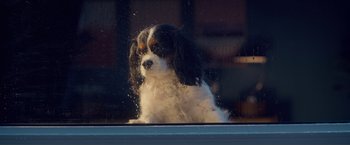 Movie still from “Puppy Love” (2023), directed by Richard Alan Reid – A black and white dog sitting on a window sill; Close Up shot, High angle