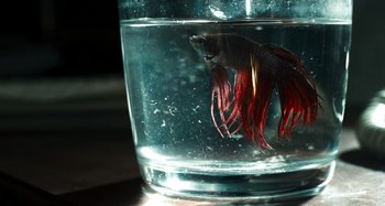 Movie still from “Bad Lieutenant: Port of Call New Orleans” (2009), directed by Werner Herzog – A fish in a glass of water on a table; Extreme Close Up shot, High angle