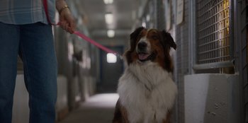 Movie still from “Rescued by Ruby” (2022), directed by Katt Shea – A brown and white dog with a pink leash in a hallway; Close Up shot, High angle