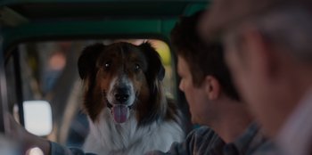 Movie still from “Rescued by Ruby” (2022), directed by Katt Shea – A man and a dog in the back of a car; Close Up shot, Over the shoulder angle