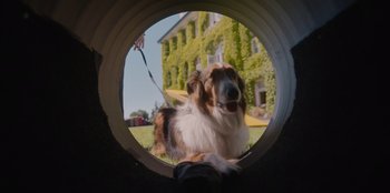 Movie still from “Rescued by Ruby” (2022), directed by Katt Shea – A brown and white dog sitting inside of a tunnel; Wide shot, Low angle