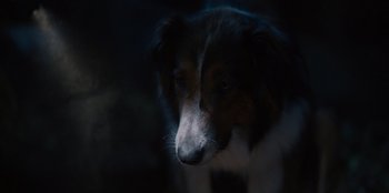 Movie still from “Rescued by Ruby” (2022), directed by Katt Shea – A dog's face in the dark; Extreme Close Up shot, High angle