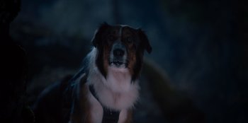 Movie still from “Rescued by Ruby” (2022), directed by Katt Shea – A brown and white dog with a black collar; Close Up shot, Over the shoulder angle