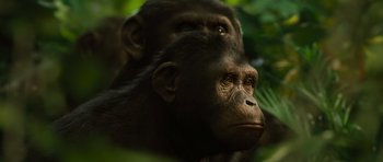 Movie still from “Rise of the Planet of the Apes” (2011), directed by Rupert Wyatt – Two chimpanzees in a tree looking into the distance; Close Up shot, Low angle