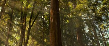 Movie still from “Rise of the Planet of the Apes” (2011), directed by Rupert Wyatt – A tree in the middle of a forest with sunlight coming through the trees; Extreme Wide shot, Low angle