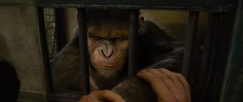 Movie still from “Rise of the Planet of the Apes” (2011), directed by Rupert Wyatt – A monkey behind bars looking through bars; Close Up shot, Low angle