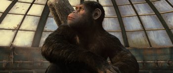 Movie still from “Rise of the Planet of the Apes” (2011), directed by Rupert Wyatt – A chimpanzees face and shoulders; Close Up shot, Low angle