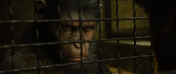 Movie still from “Rise of the Planet of the Apes” (2011), directed by Rupert Wyatt – A monkey behind a cage; Close Up shot, Low angle