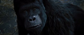 Movie still from “Rise of the Planet of the Apes” (2011), directed by Rupert Wyatt – A gorilla's face in the dark; Extreme Close Up shot, Low angle