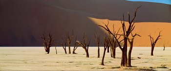 Movie still from “Samsara” (2011), directed by Ron Fricke – A group of dead trees in the middle of the desert; Extreme Wide shot, High angle