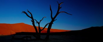 Movie still from “Samsara” (2011), directed by Ron Fricke – A tree in the middle of the desert; Extreme Wide shot, Low angle