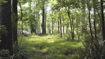 Movie still from “Silver Dollar Road” (2023), directed by Raoul Peck – A wooded area with trees and grass in the foreground; Extreme Wide shot, High angle
