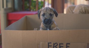 Movie still from “Strays” (2023), directed by Josh Greenbaum – A dog sitting in a box looking at the camera; Close Up shot, High angle