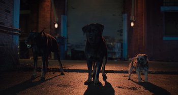 Movie still from “Strays” (2023), directed by Josh Greenbaum – A dog standing in the middle of a street; Wide shot, Low angle