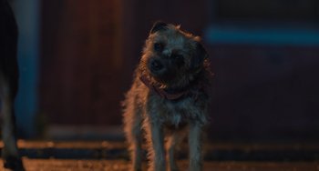 Movie still from “Strays” (2023), directed by Josh Greenbaum – A small dog standing in the middle of a street; Close Up shot, High angle