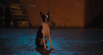 Movie still from “Strays” (2023), directed by Josh Greenbaum – A black and white dog sitting on the ground; Wide shot, High angle