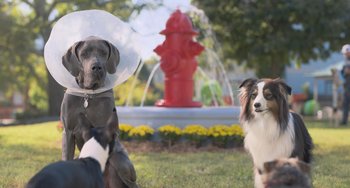 Movie still from “Strays” (2023), directed by Josh Greenbaum – Two dogs with cones on their heads in front of a fire hydrant; Wide shot, Over the shoulder angle