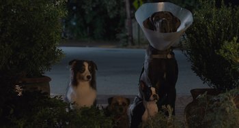 Movie still from “Strays” (2023), directed by Josh Greenbaum – A group of dogs sitting next to each other on the ground; Wide shot, Low angle