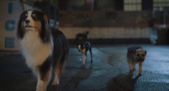 Movie still from “Strays” (2023), directed by Josh Greenbaum – A dog and a cat are walking in a parking lot; Medium shot, Low angle