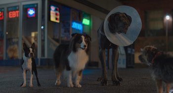 Movie still from “Strays” (2023), directed by Josh Greenbaum – A dog with a cone around its neck standing next to another dog on the street; Wide shot, Low angle