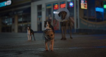 Movie still from “Strays” (2023), directed by Josh Greenbaum – A group of dogs that are standing in the street; Wide shot, Low angle