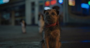Movie still from “Strays” (2023), directed by Josh Greenbaum – A dog with a red bandana sitting on the ground; Close Up shot, Low angle